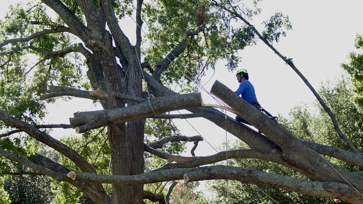 Professional Crown Thinning performed by certified arborists in Blair